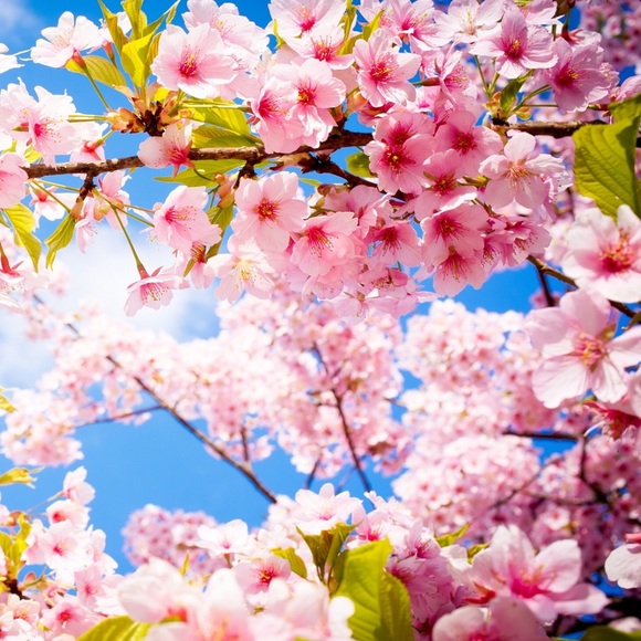 Meet your Posher, Anna - Picture 1 of 1